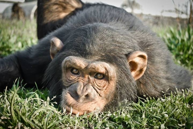 Primate en el cesped